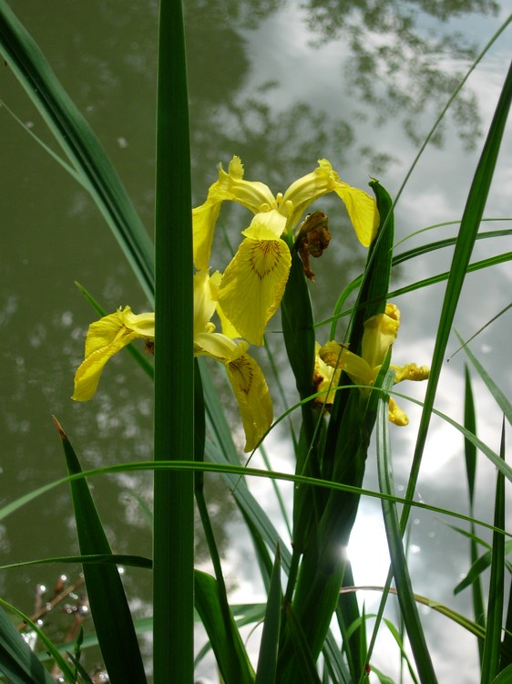 Iris pseudacorus